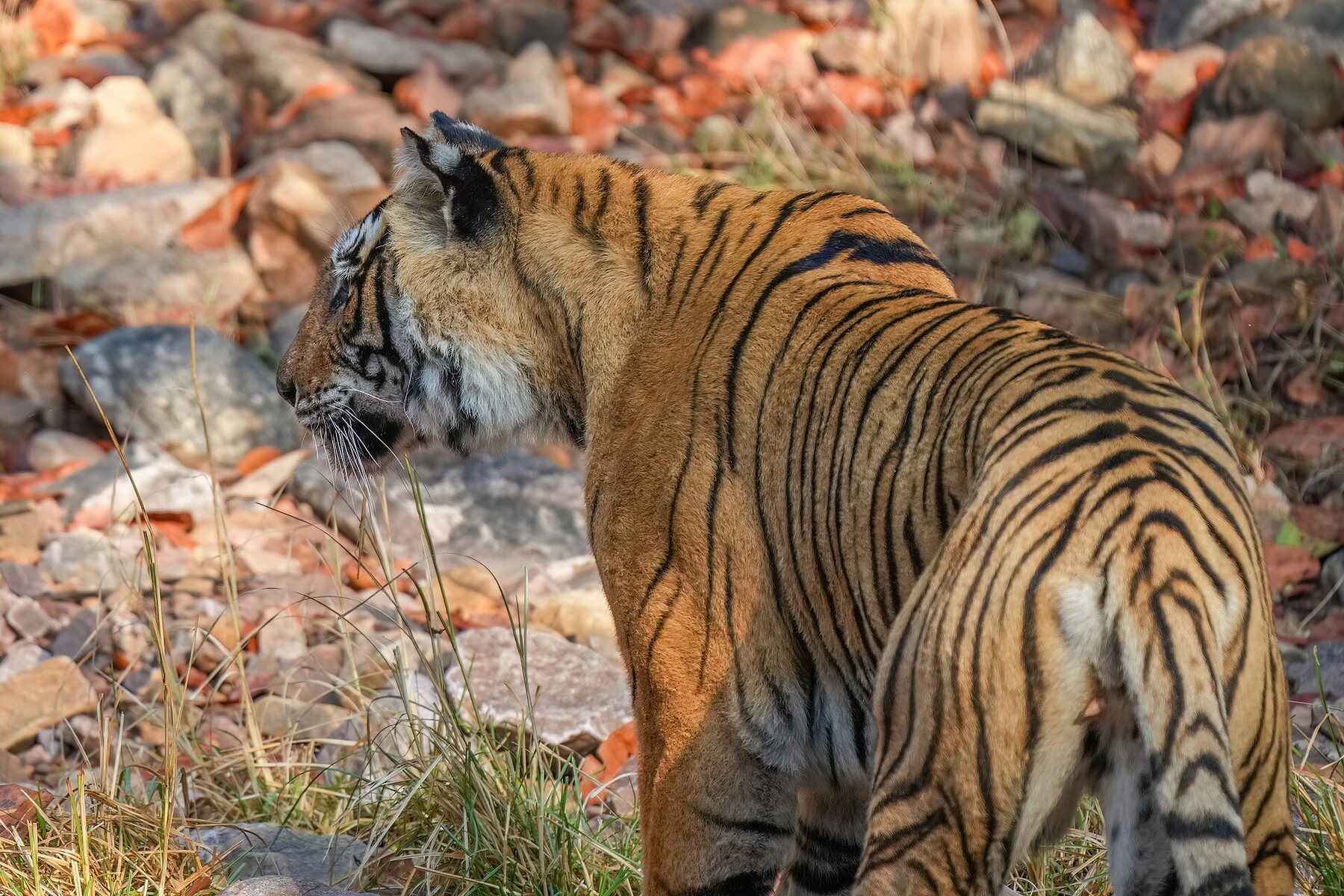 Bengal tiger, Ranthambore